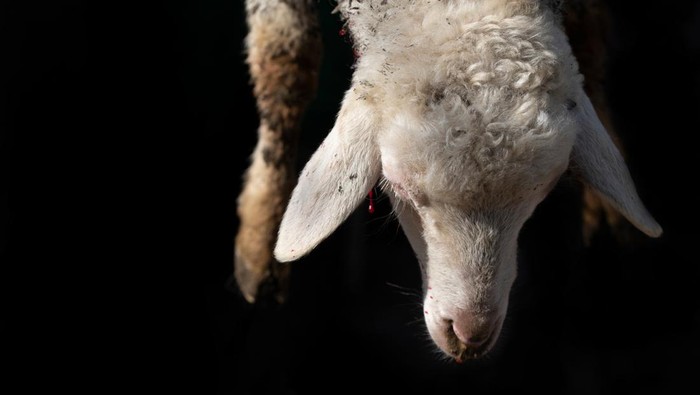 HUKUM-HUKUM BERKATAN DENGAN QURBAN PART 2 (SYARAT HEWAN)