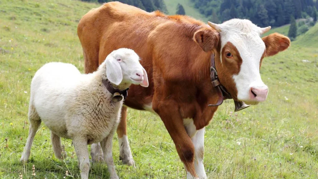 HUKUM-HUKUM BERKATAN DENGAN QURBAN PART 3: UKURAN KECUKUPAN HEWAN