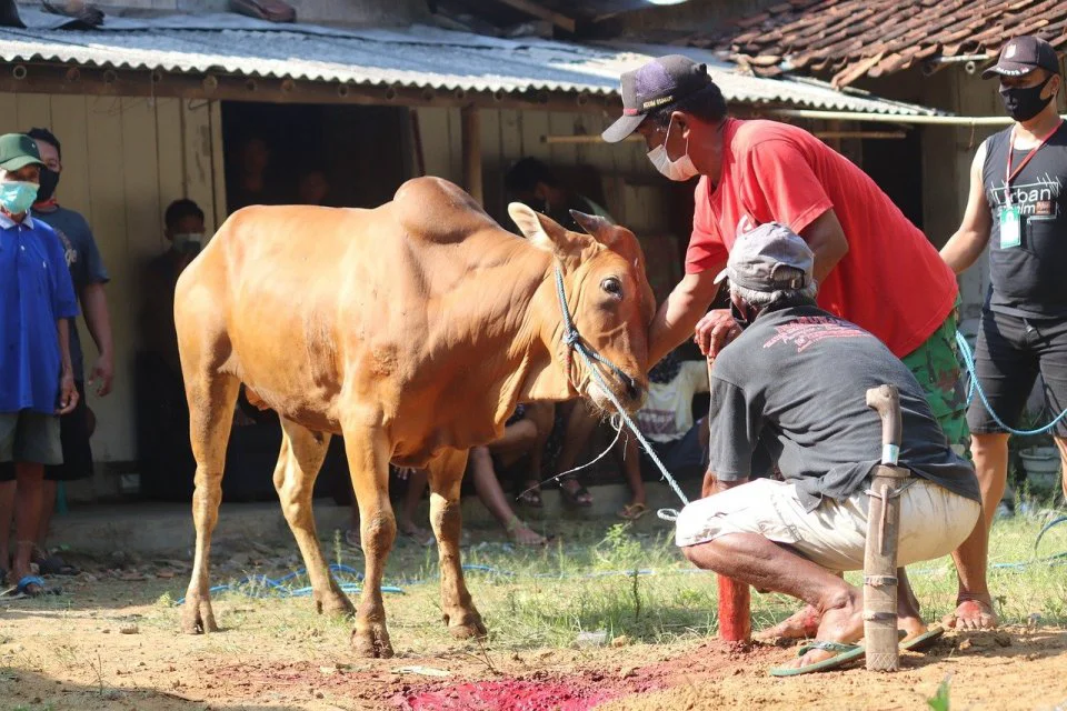 HUKUM-HUKUM BERKAITAN DENGAN QURBAN PART 4